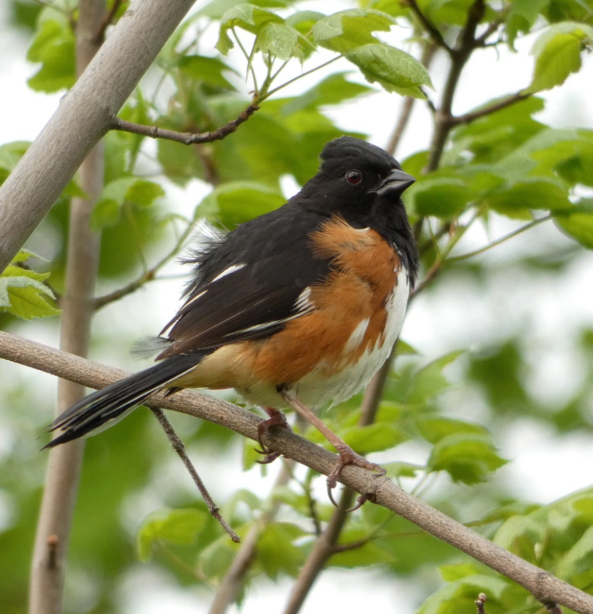 Eastern Towhee - ML451533931