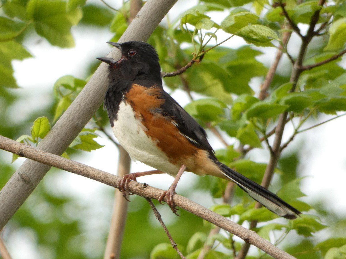 Eastern Towhee - ML451535151