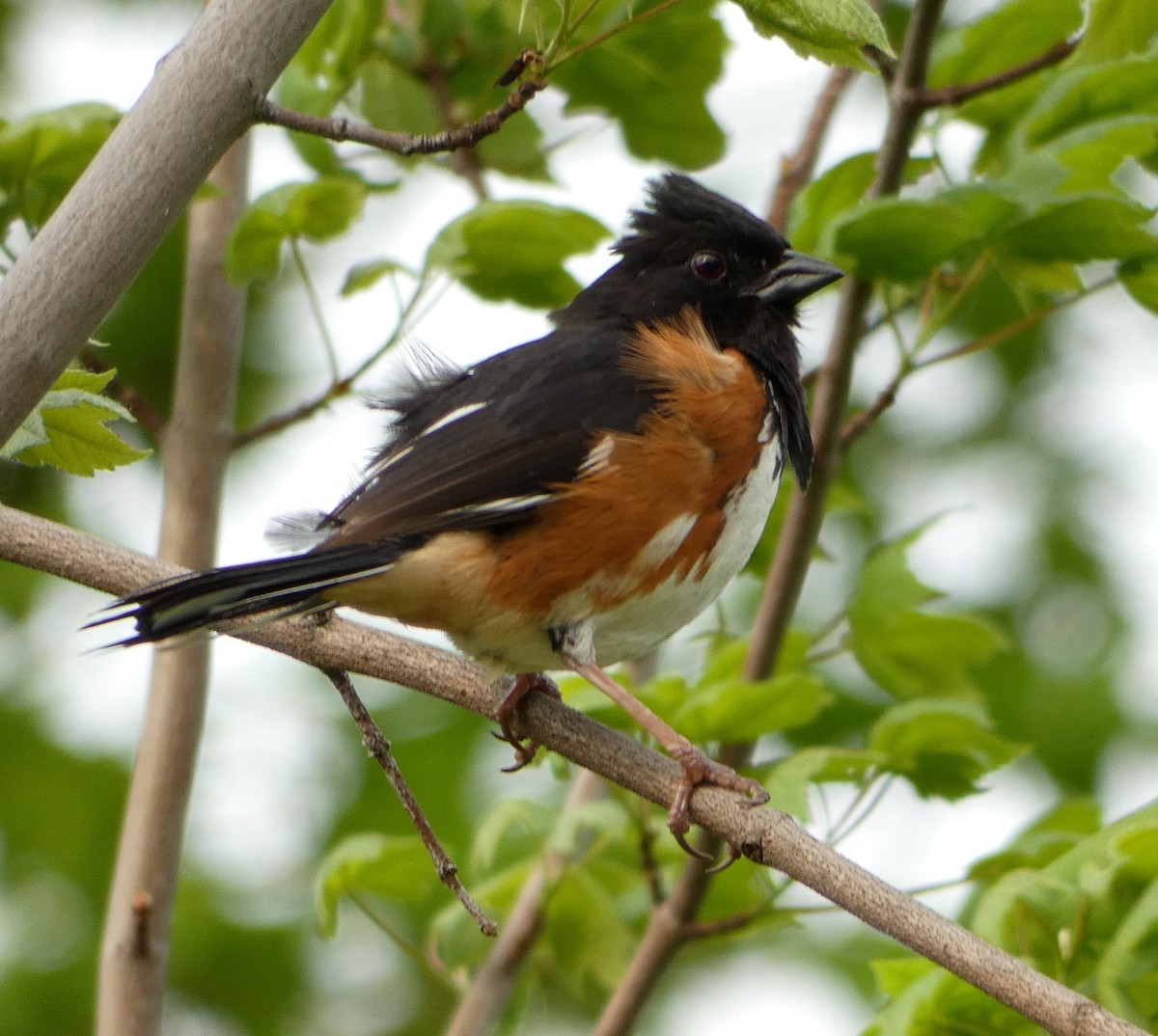 Eastern Towhee - ML451535191