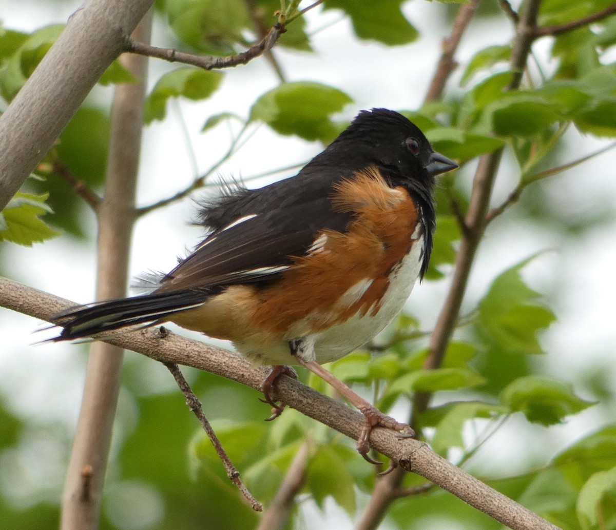 Eastern Towhee - ML451535261