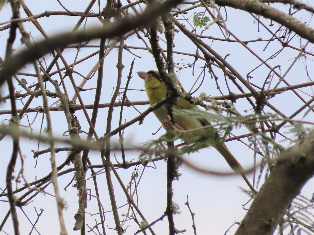 Rufous-browed Peppershrike (Yellow-backed) - ML451535541