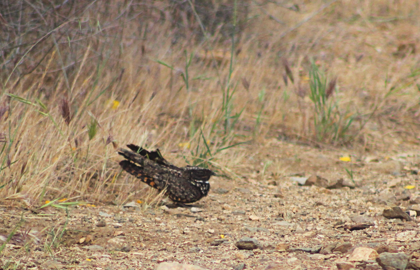 Common Poorwill - ML451539471