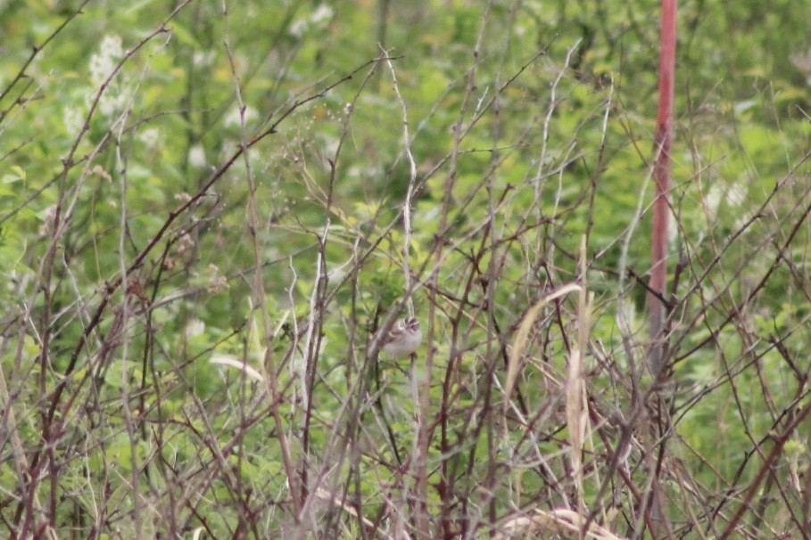Clay-colored Sparrow - ML451539901