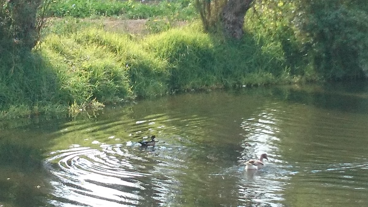 Wood Duck - ML45154051