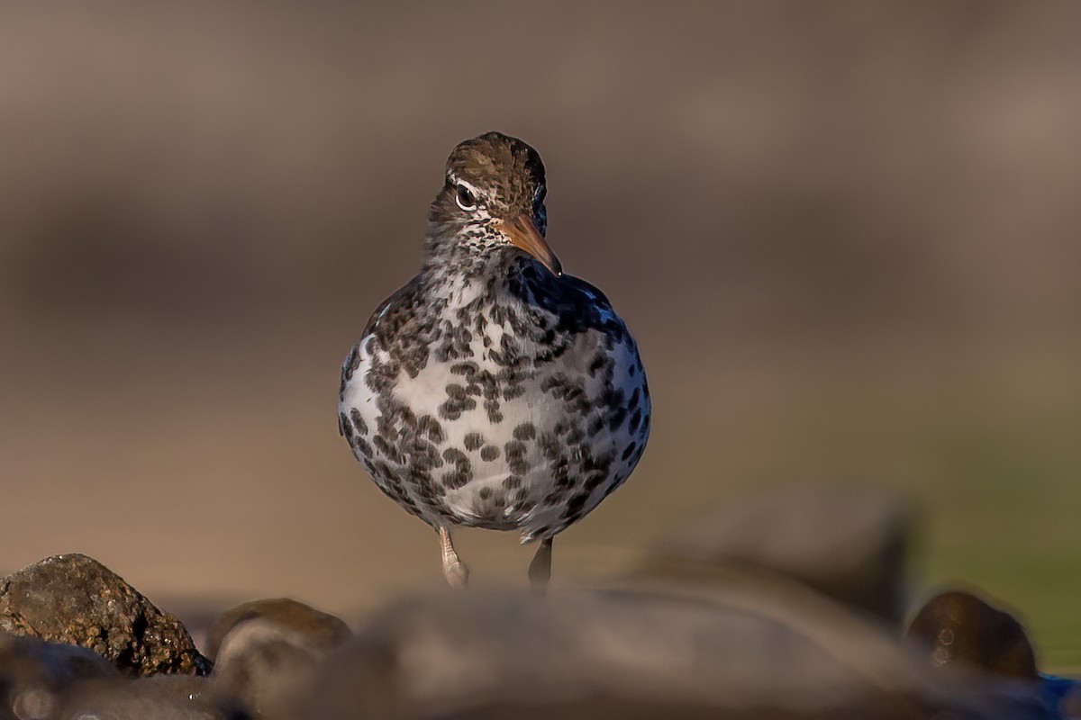 Spotted Sandpiper - ML451540911