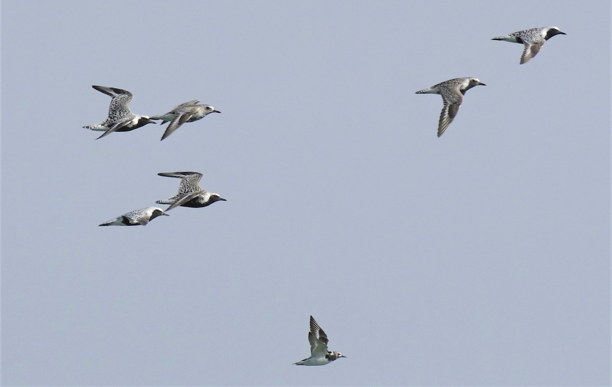 Ruddy Turnstone - John Sojda