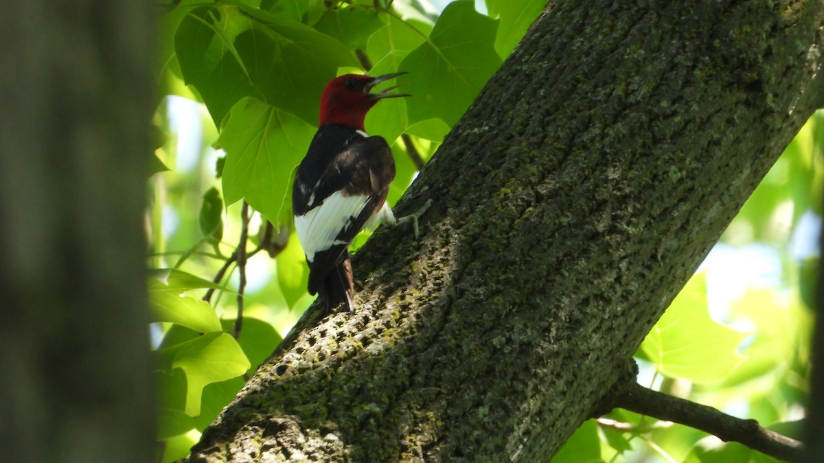 Red-headed Woodpecker - ML451541611
