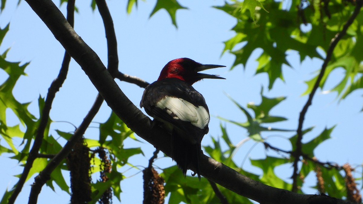 Red-headed Woodpecker - ML451541671