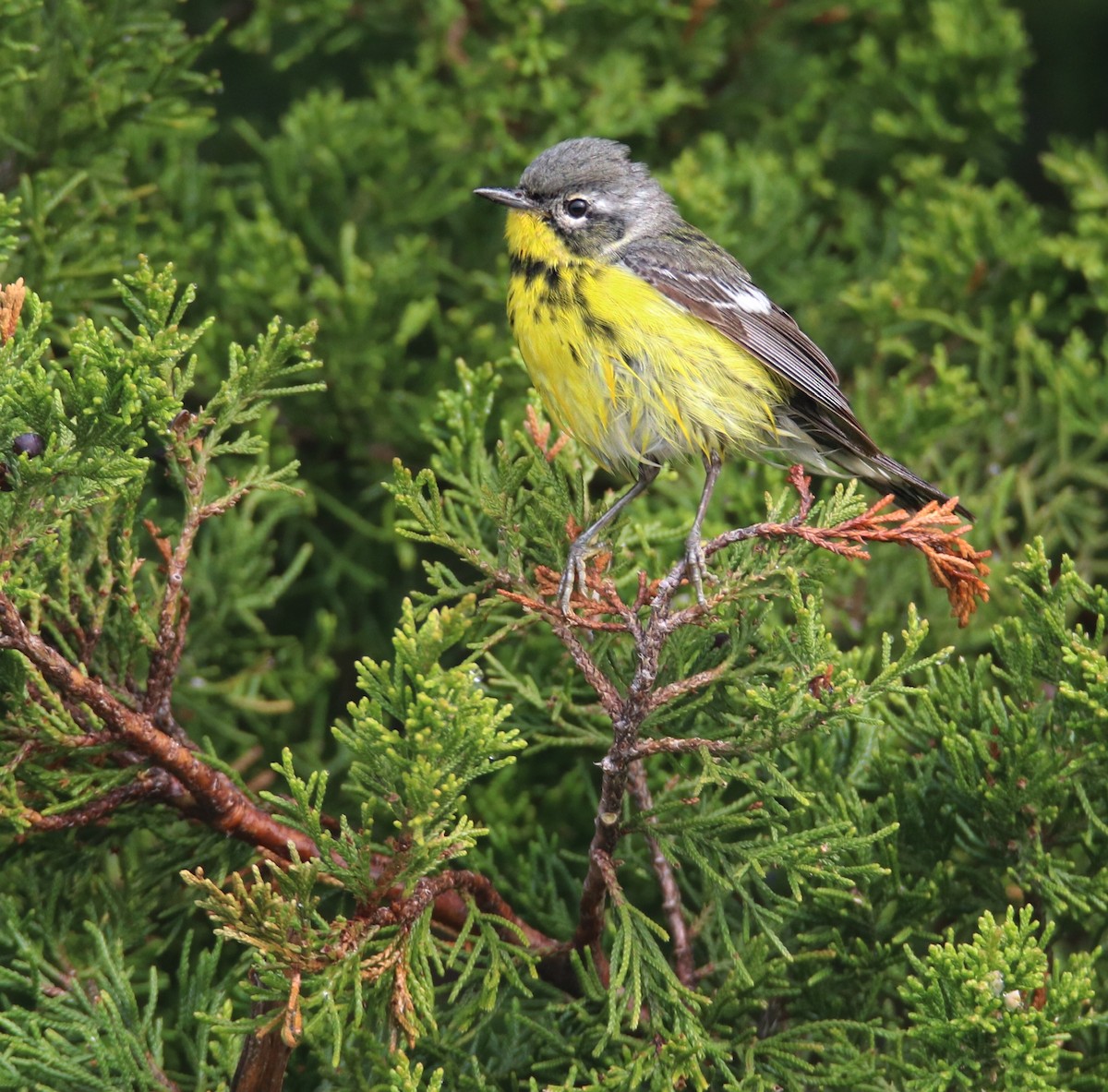 Magnolia Warbler - Kim  Garrison