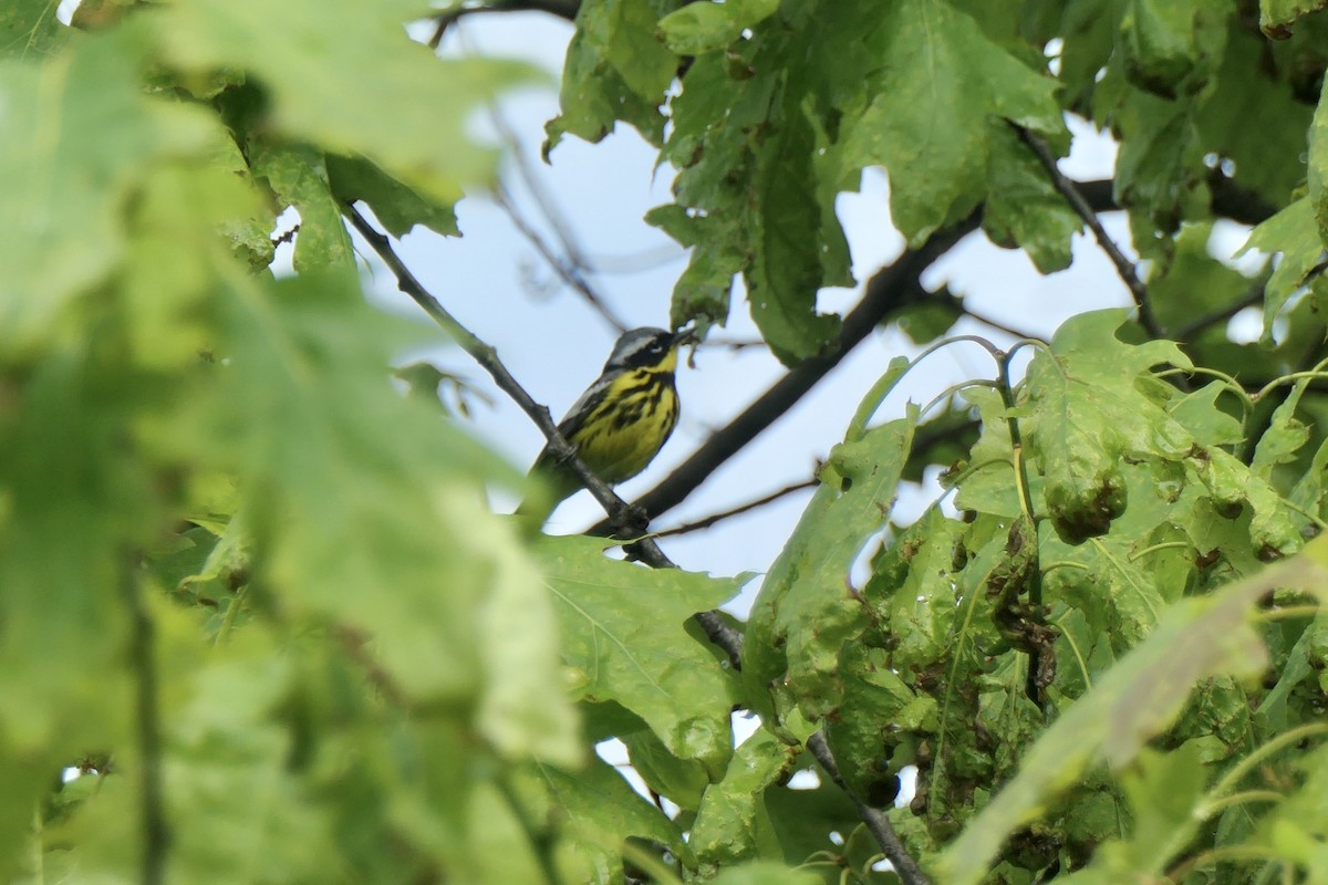 Magnolia Warbler - Robin M