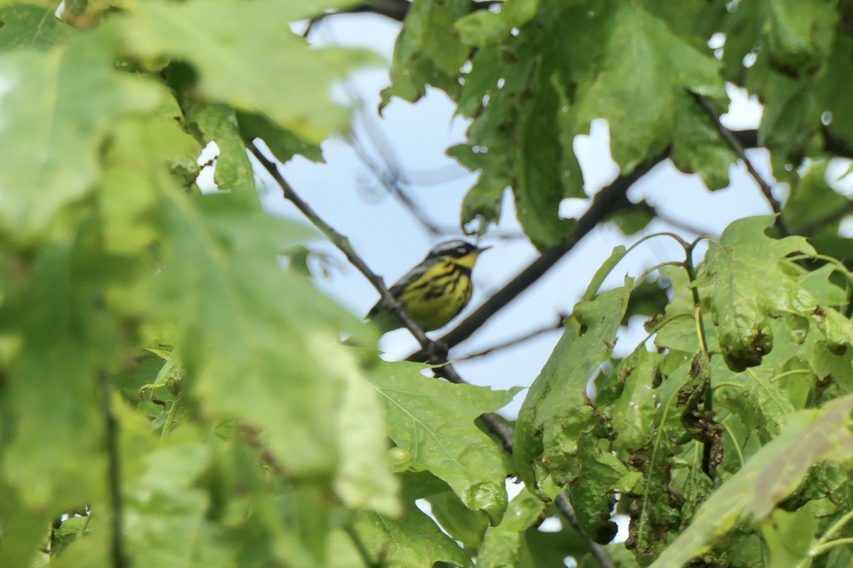 Magnolia Warbler - ML451542561