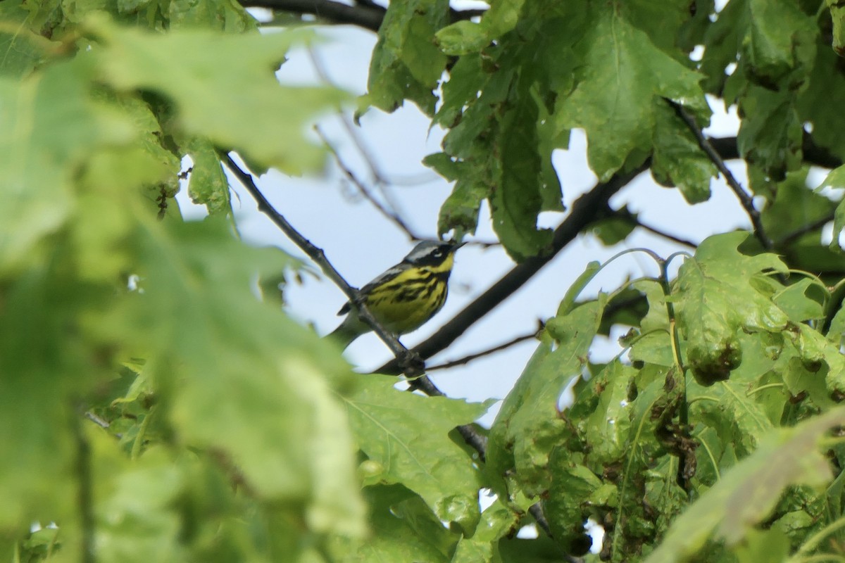 Magnolia Warbler - Robin M