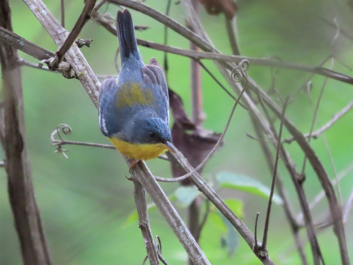 Tropical Parula - Hugo Foxonet