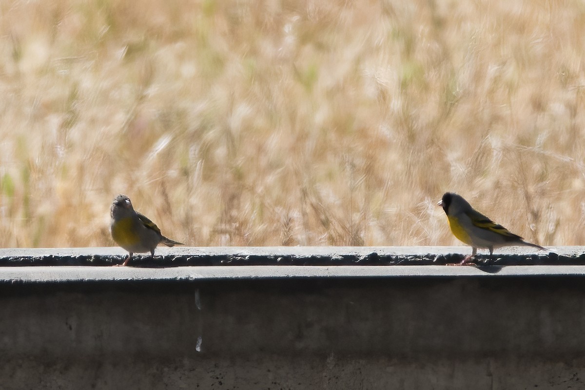 Lawrence's Goldfinch - ML451544151