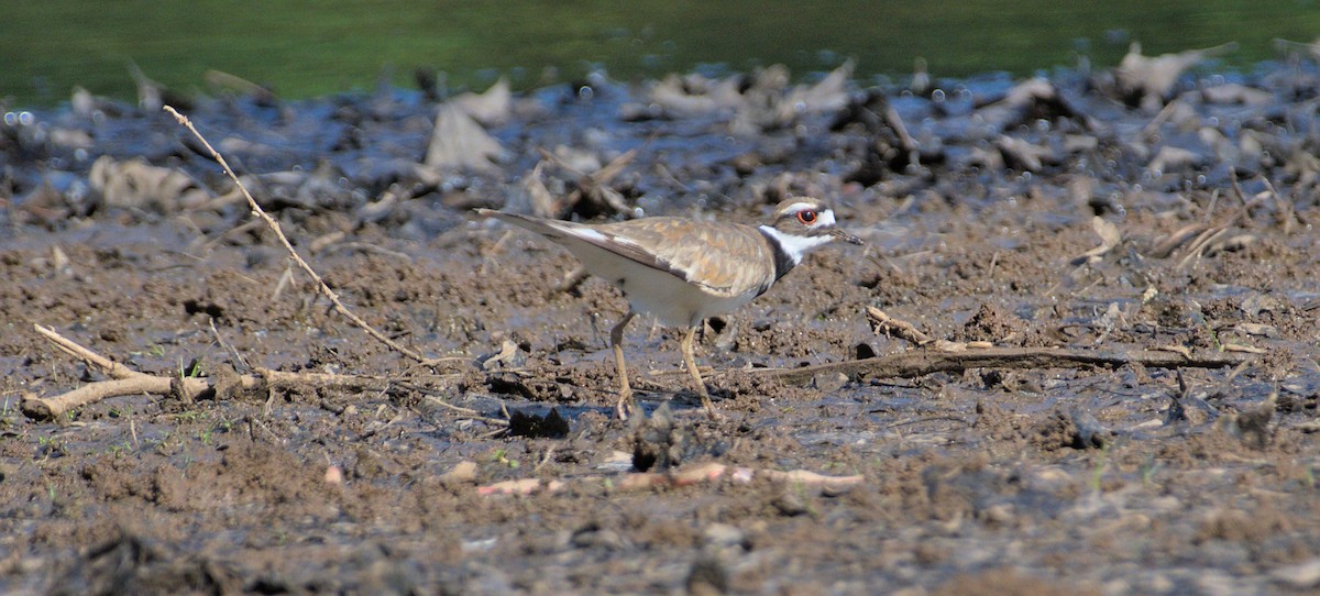 Killdeer - ML451544791