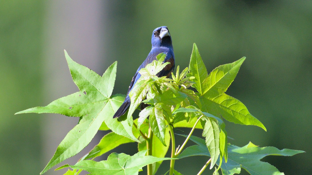 Blue Grosbeak - ML451544871