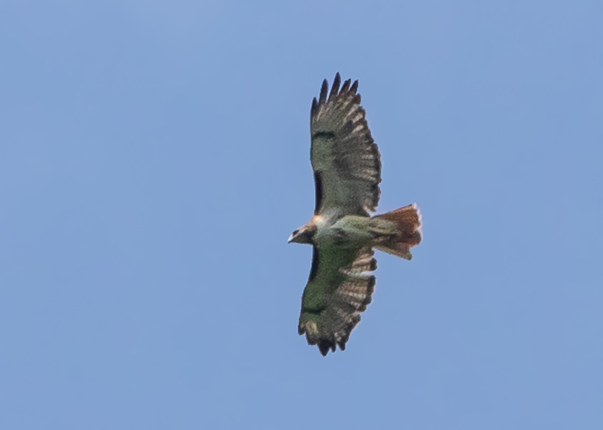 Red-tailed Hawk - ML451545461