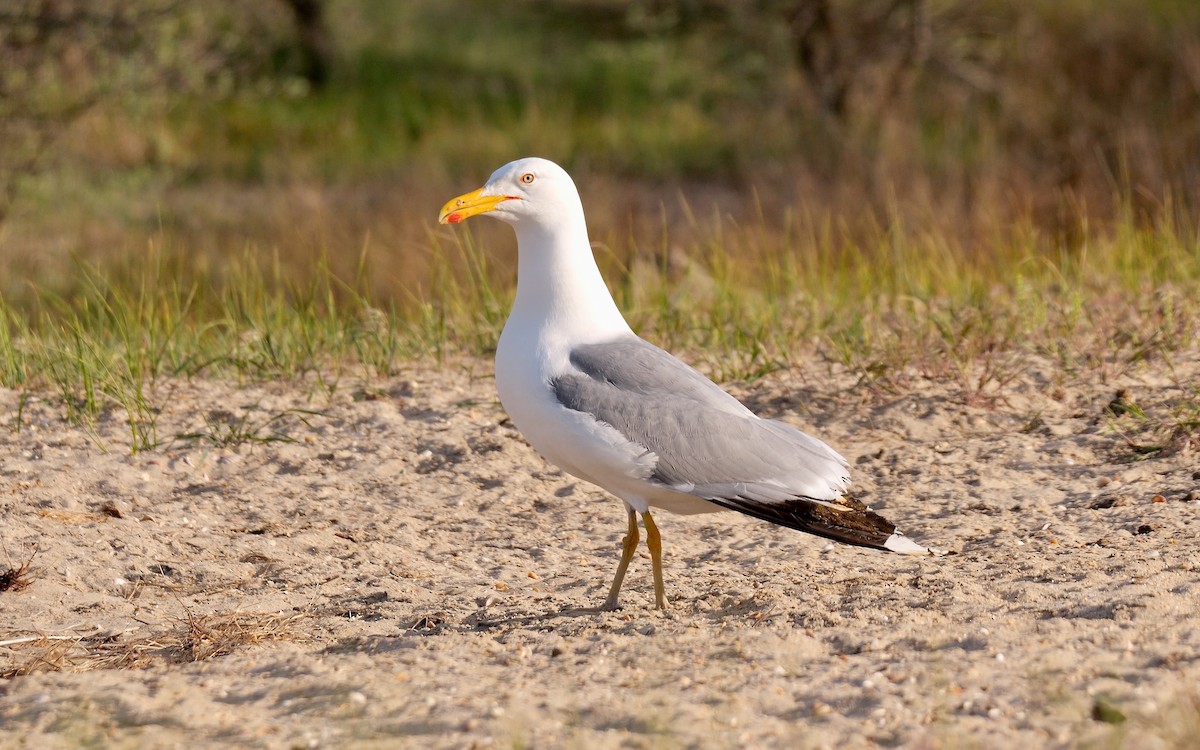 Caspian Gull - Greg Baker