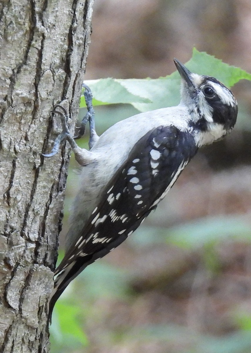 Downy Woodpecker - ML451546001