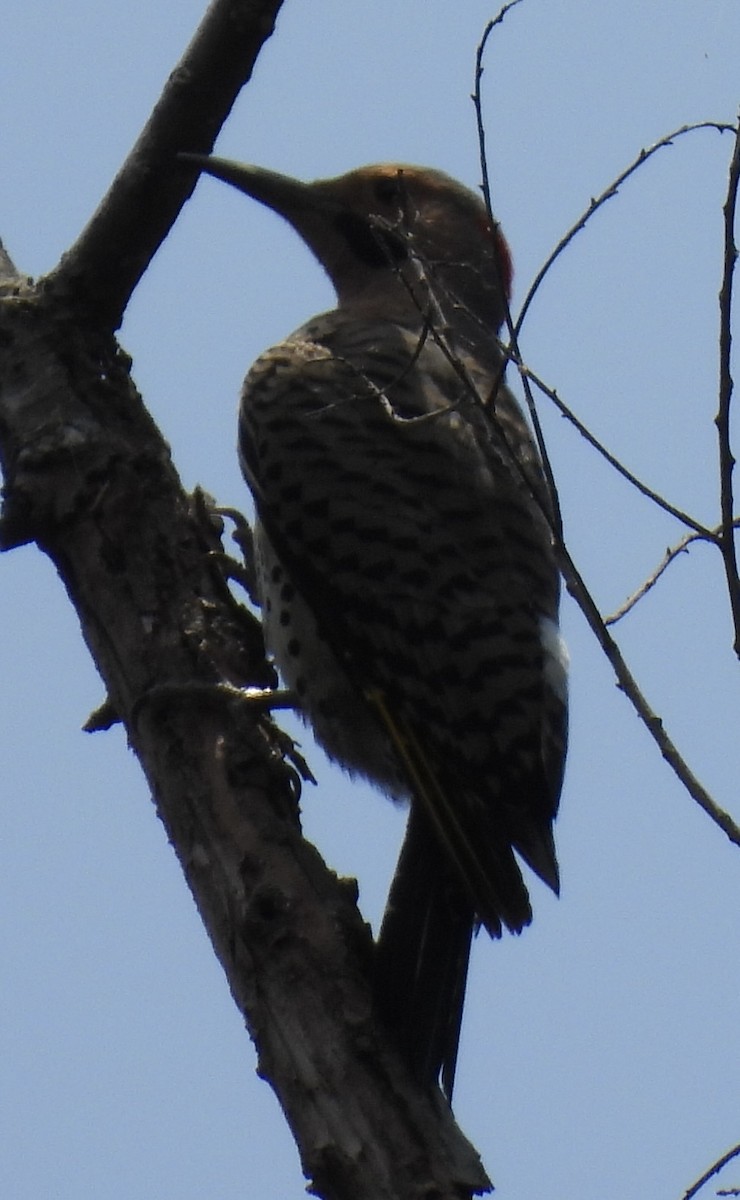 Northern Flicker - ML451546111