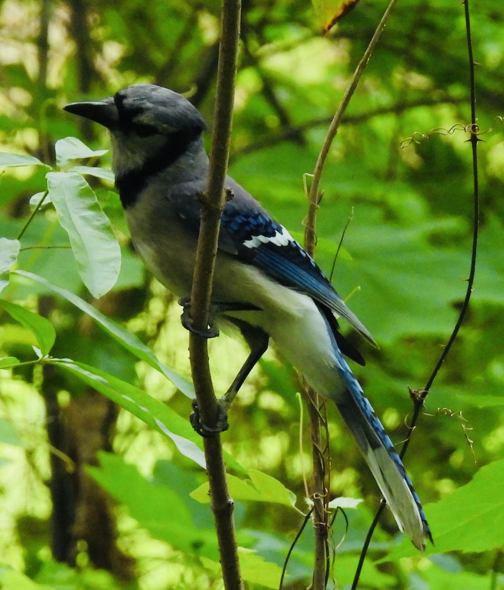 Blue Jay - ML451546291