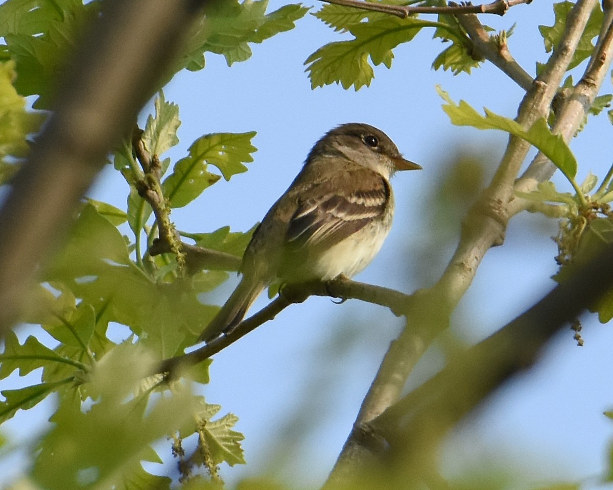 Alder Flycatcher - ML451546321