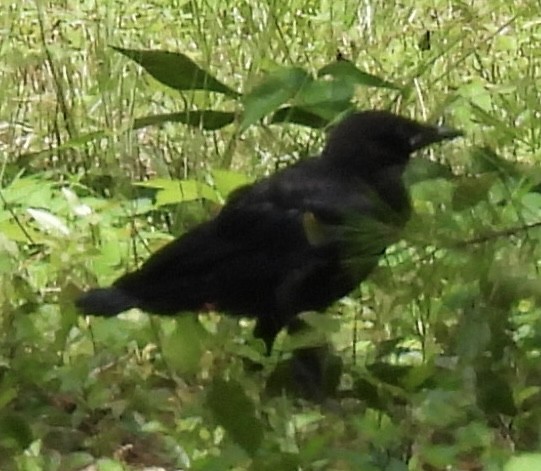 American Crow - ML451546331