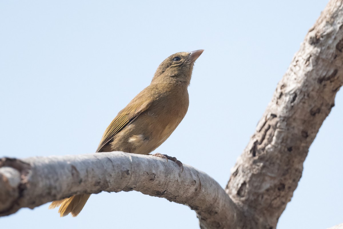 Red-crowned Ant-Tanager - ML451546971