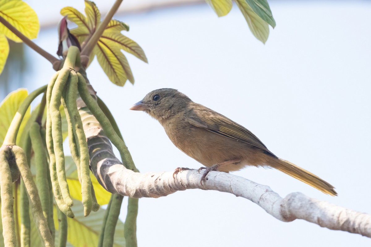 Red-crowned Ant-Tanager - ML451546981