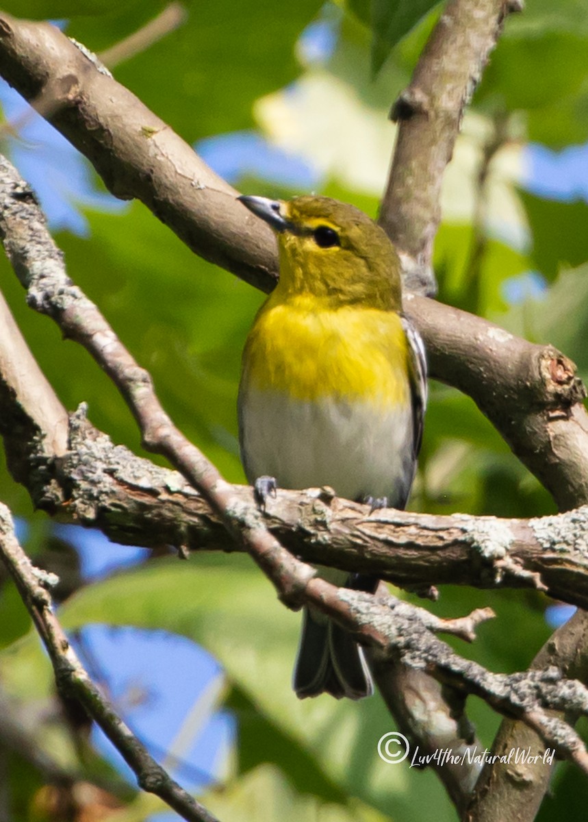 Yellow-throated Vireo - ML451548001