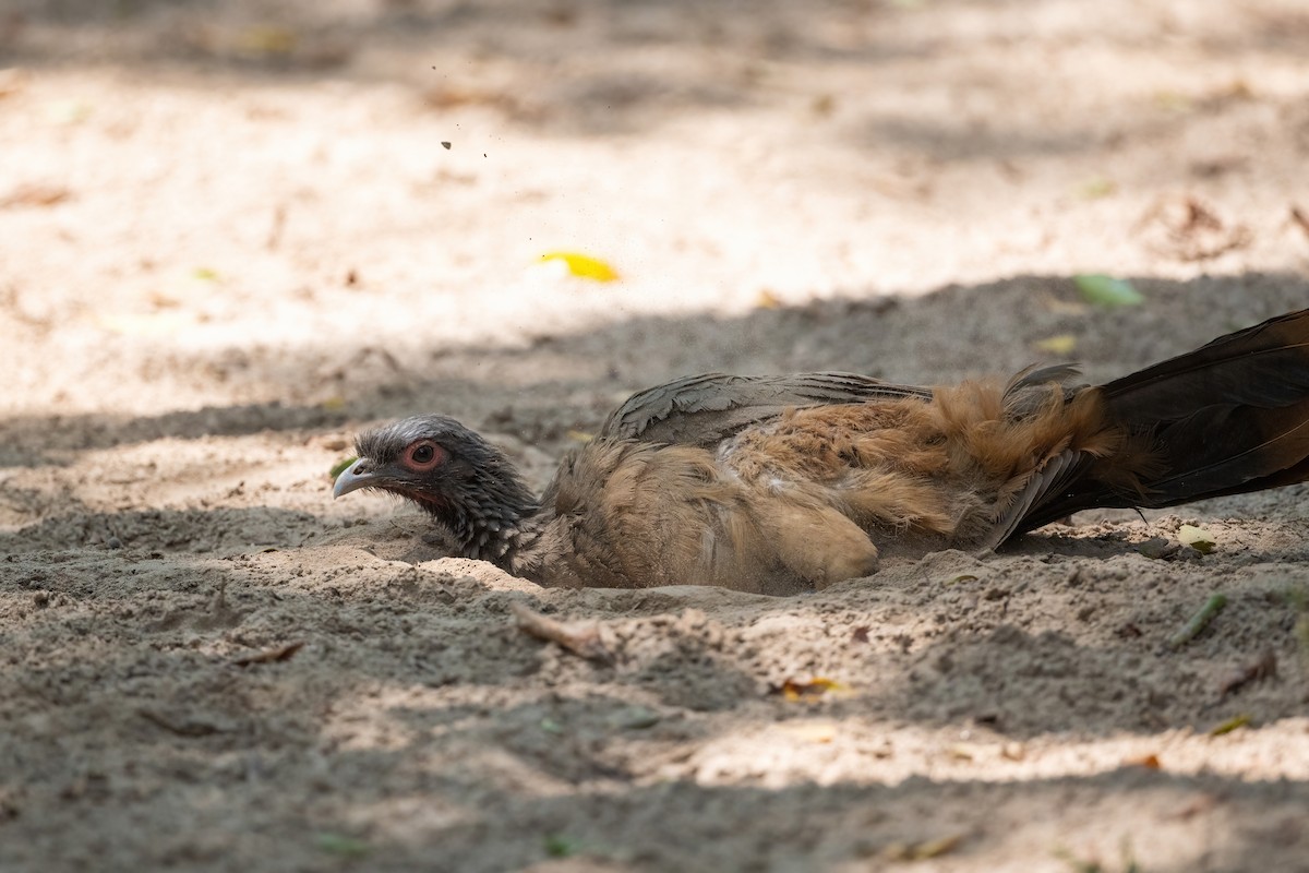 West Mexican Chachalaca - ML451548581