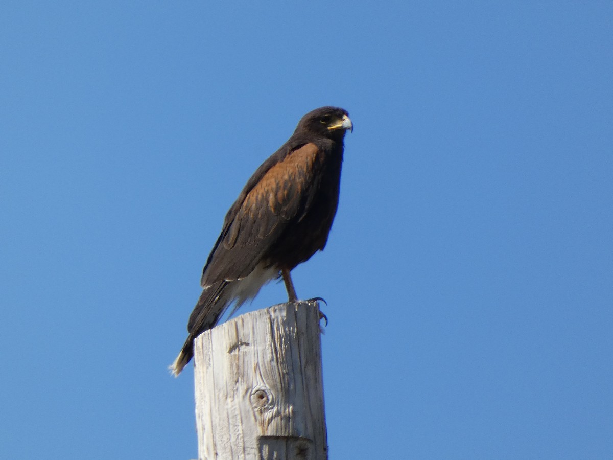 Harris's Hawk - ML451548841