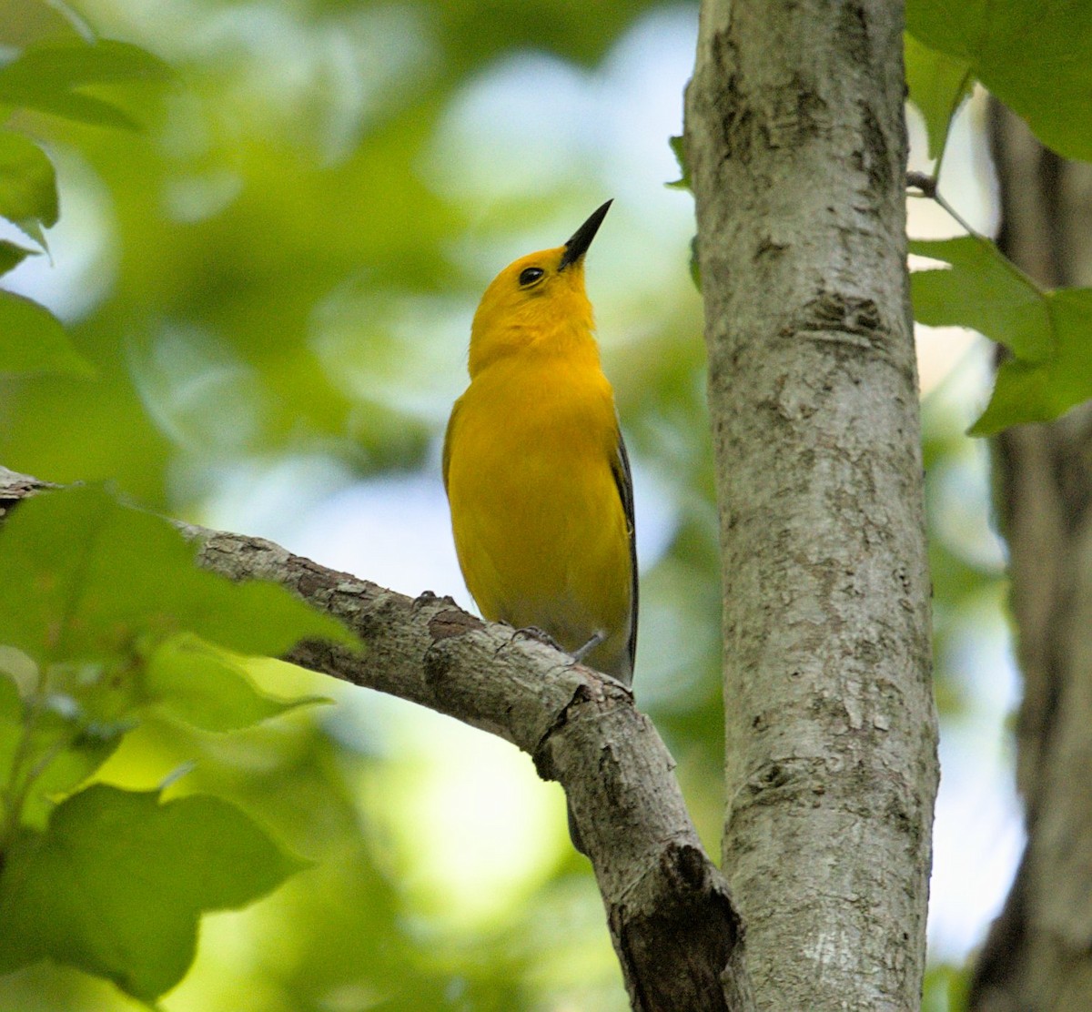 Prothonotary Warbler - ML451548871