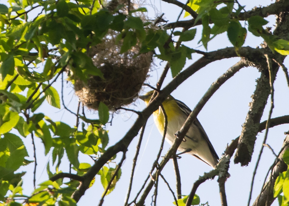 Yellow-throated Vireo - Judi Sawyer