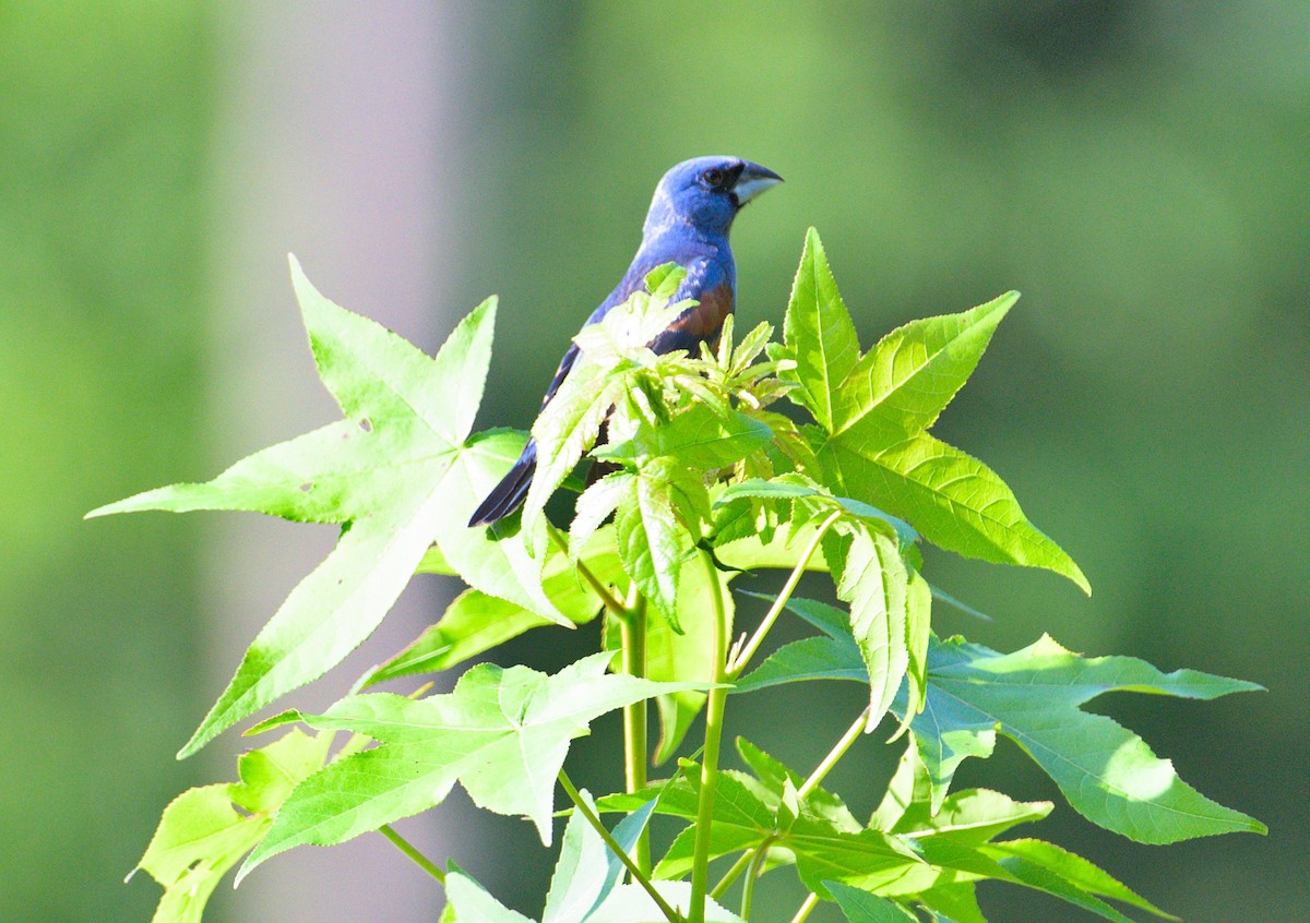 Blue Grosbeak - ML451549161