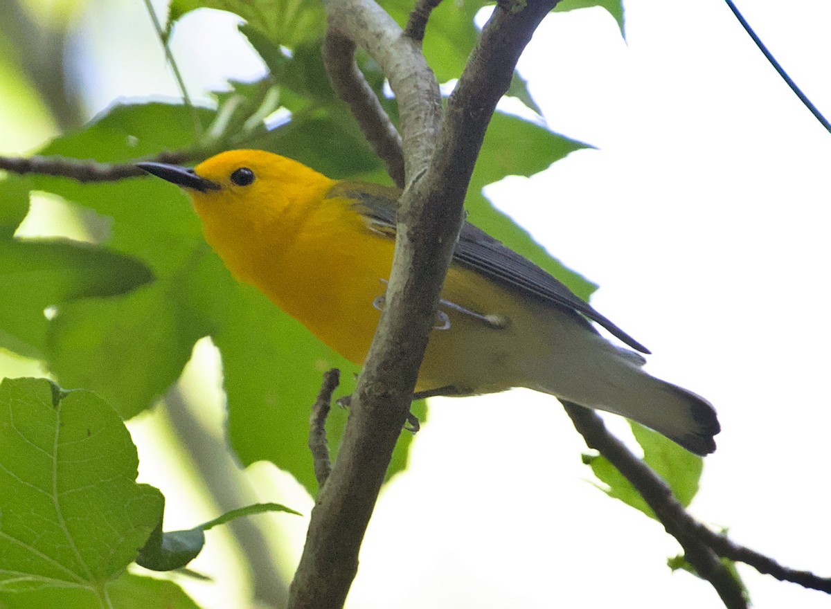 Prothonotary Warbler - ML451549221