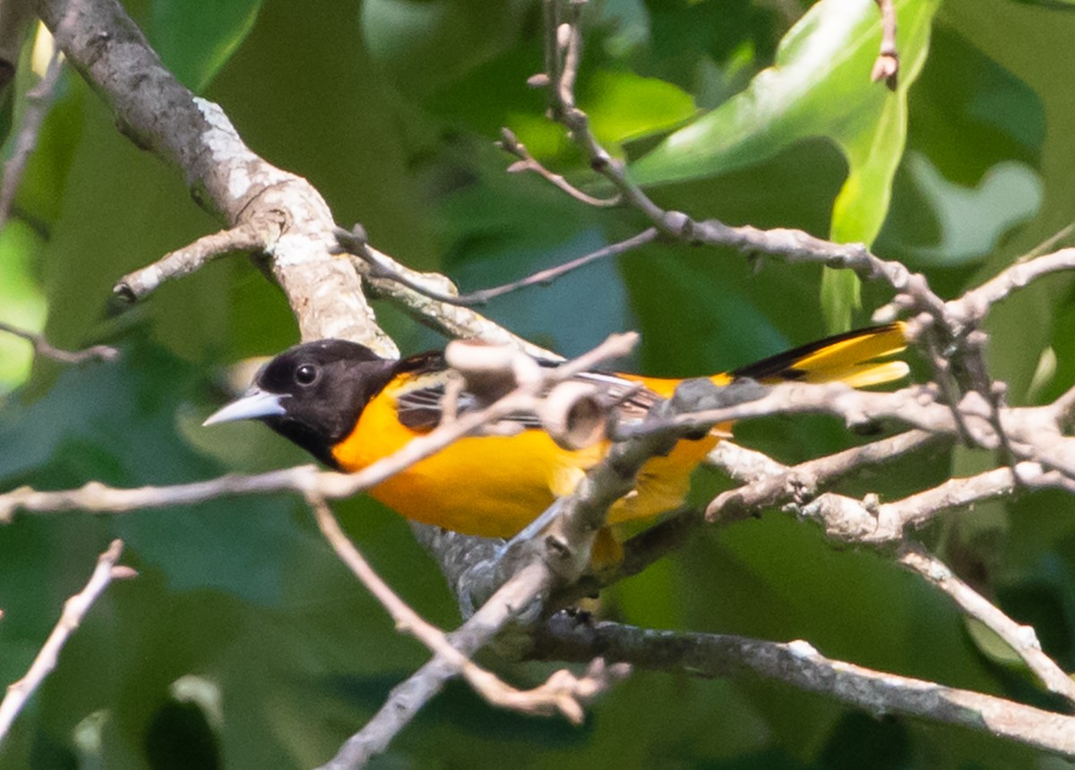 Baltimore Oriole - ML451549411