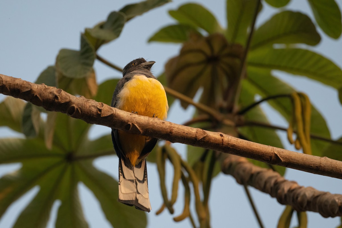 trogon žlutobřichý - ML451549551