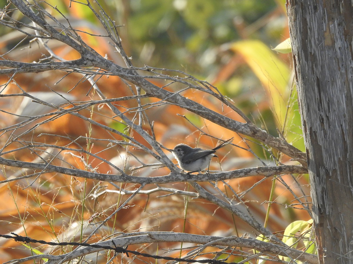 White-browed Gnatcatcher - ML451550931