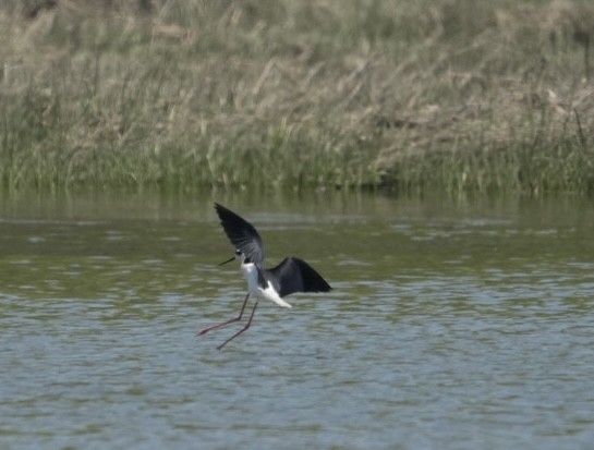 Black-necked Stilt - ML451551701