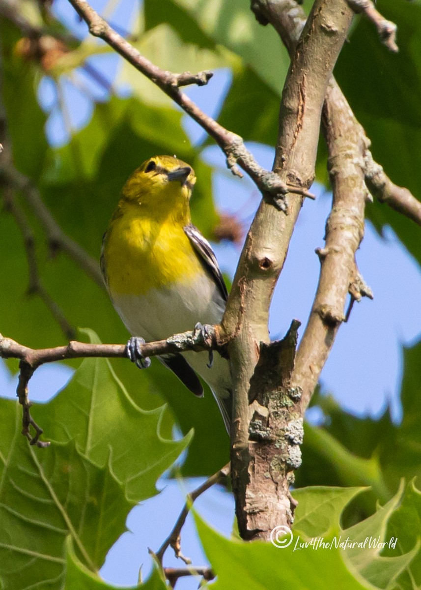 Yellow-throated Vireo - ML451552191