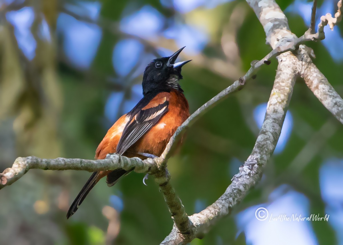 Orchard Oriole - ML451552271