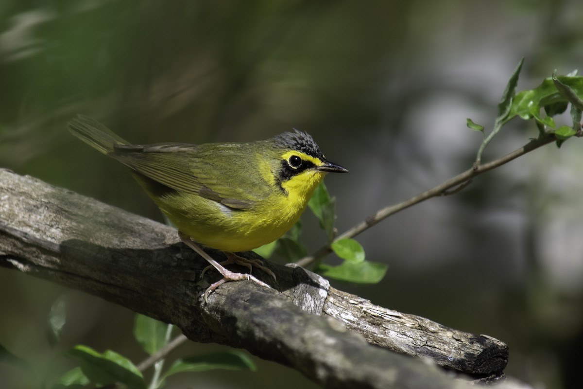 Kentucky Warbler - ML451552421