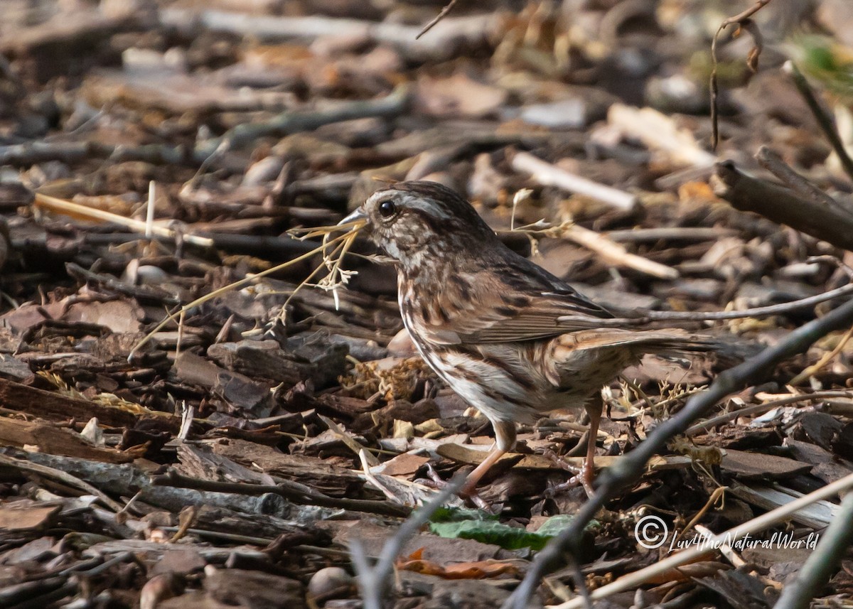 Song Sparrow - ML451552921
