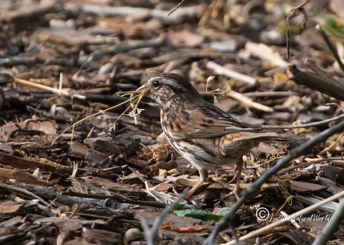 Song Sparrow - ML451552921