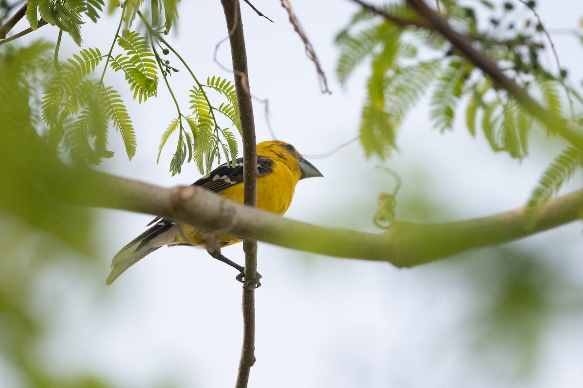 Yellow Grosbeak - ML451553071