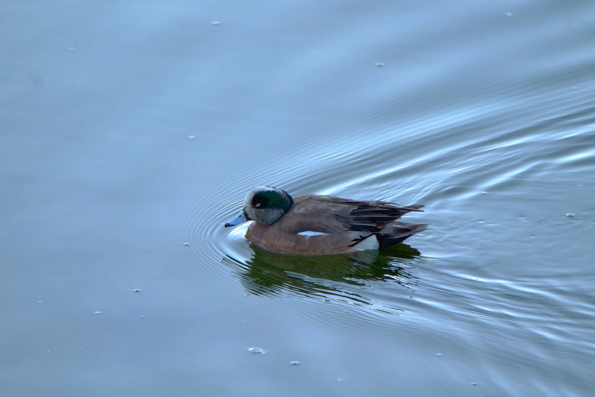 American Wigeon - ML451553371