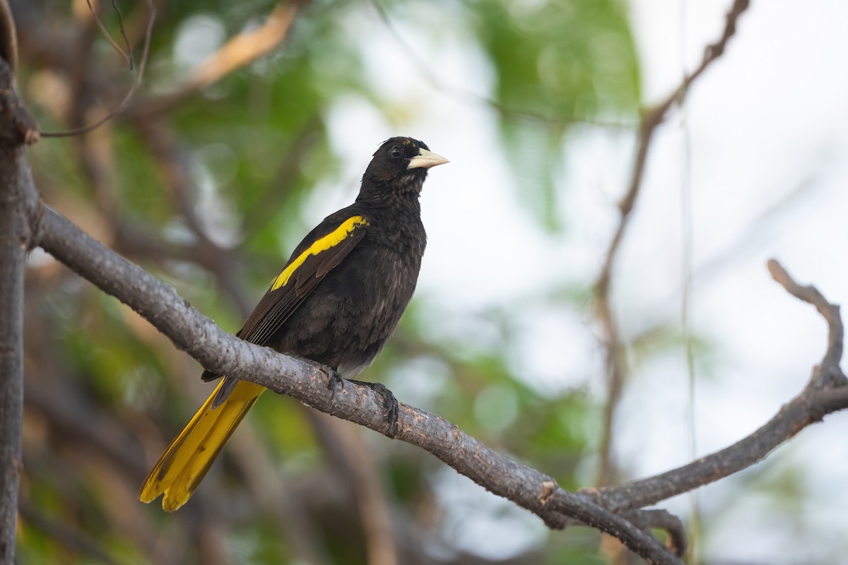 Yellow-winged Cacique - Adam Jackson