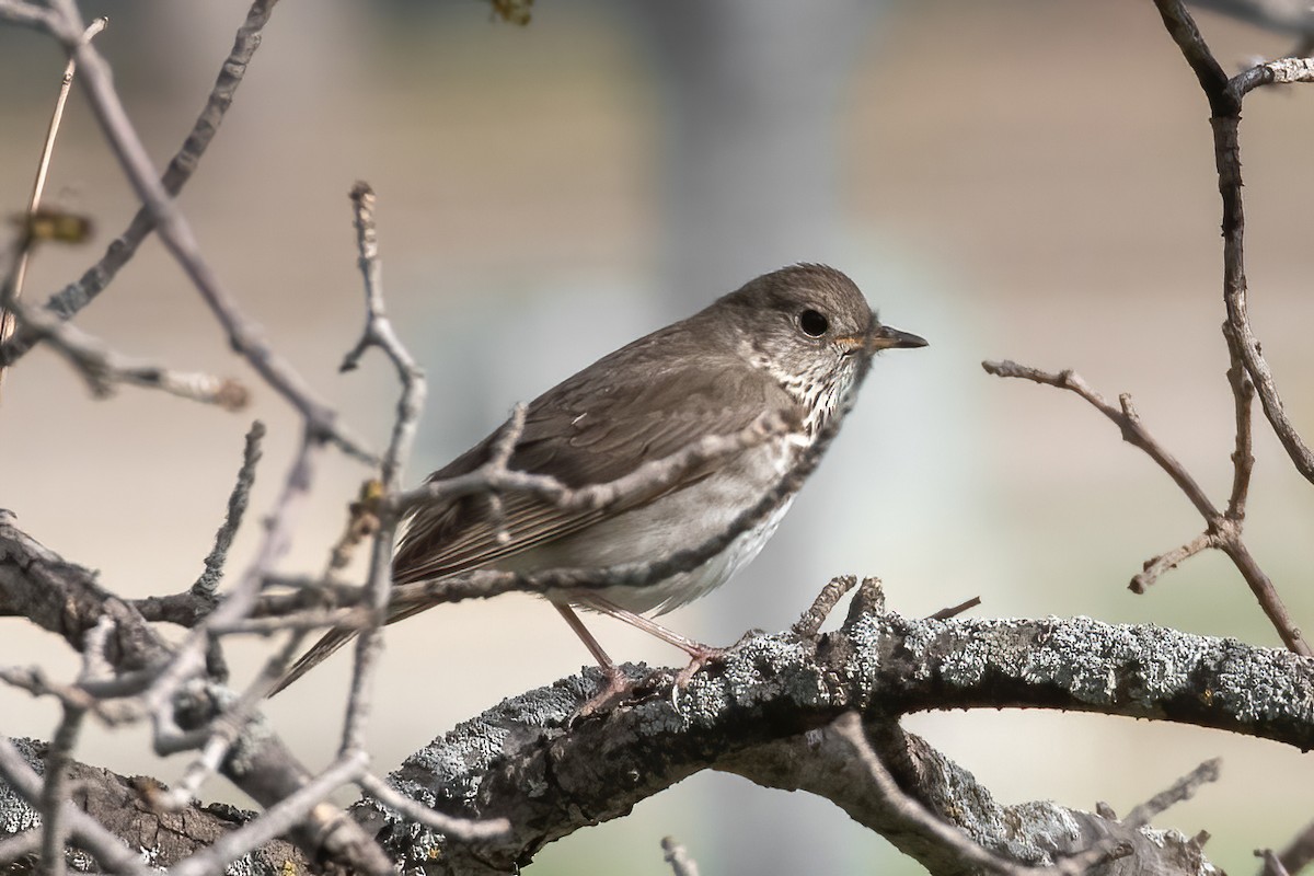 Gray-cheeked Thrush - ML451553431