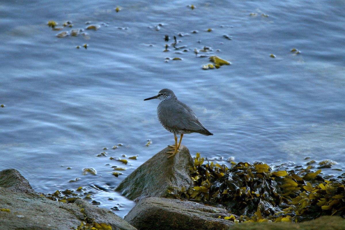 Wandering Tattler - ML451553451